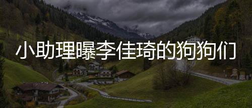 度假 都的往小助们去理曝李佳返包海南狗狗是坐机琦的